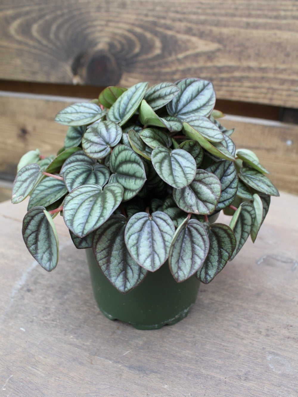Peperomia Peacock 4"